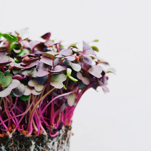 Garden & self-sufficiency