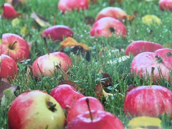 Cider & most – æblemost og cider til hjemmeproduktion (Søren Lyshøj)