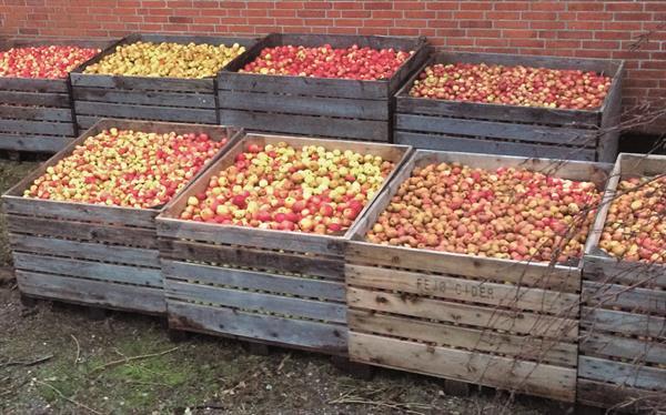 Cider i Europa (dansk bok) – siderproduksjon, siderepler og siderkultur (Jeppe Gents)