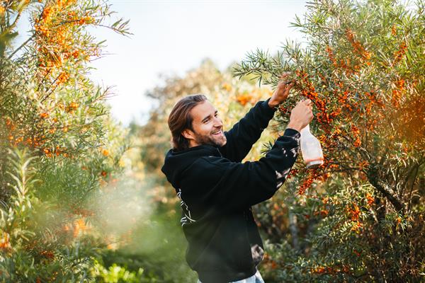 Sea buckthorn picker with snips and container, 0.6 litres