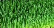 Wheat grain for growing wheatgrass, 1 kg
