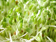 Lucernespirer, frø