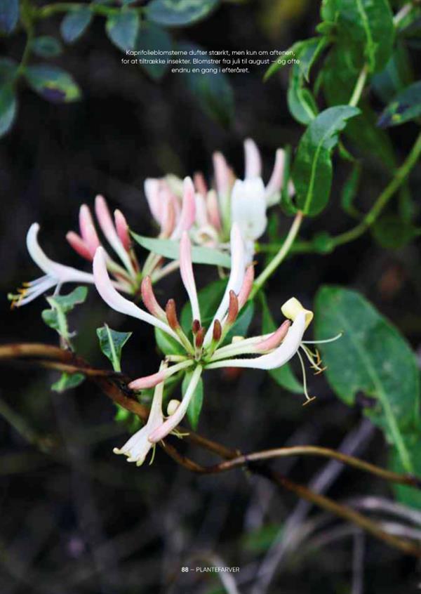 Plantefarver – guide til plantefarvning og farvning af garn (Sofie Meedom)