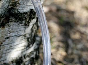 Slange 10/15 mm til tapning, pumpe og birkesaft – 1 meter, fødevaregodkendt, PVC