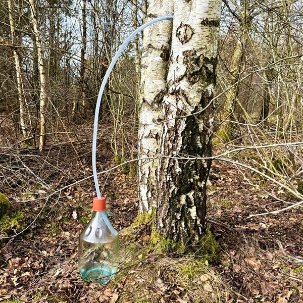 Laske omaa koivunmahlaa / sarja koivunmahlan laskuun, laskusarja 5 litraa, lasipallo